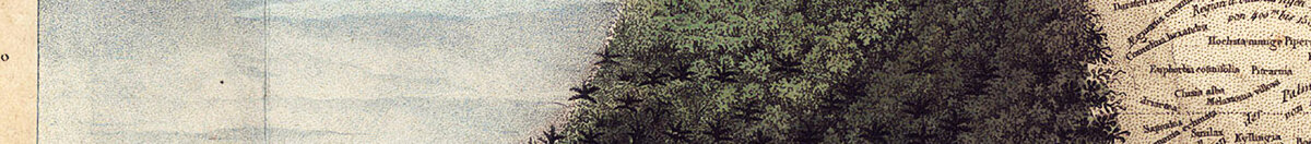 Geografie van planten in tropische landen, een studie van de Andes, getekend door Schoenberger en Turpin, gedrukt door Langlois, Parijs (Baron Friedrich Alexander von Humboldt), Detail: Bewaldete Bergflanke