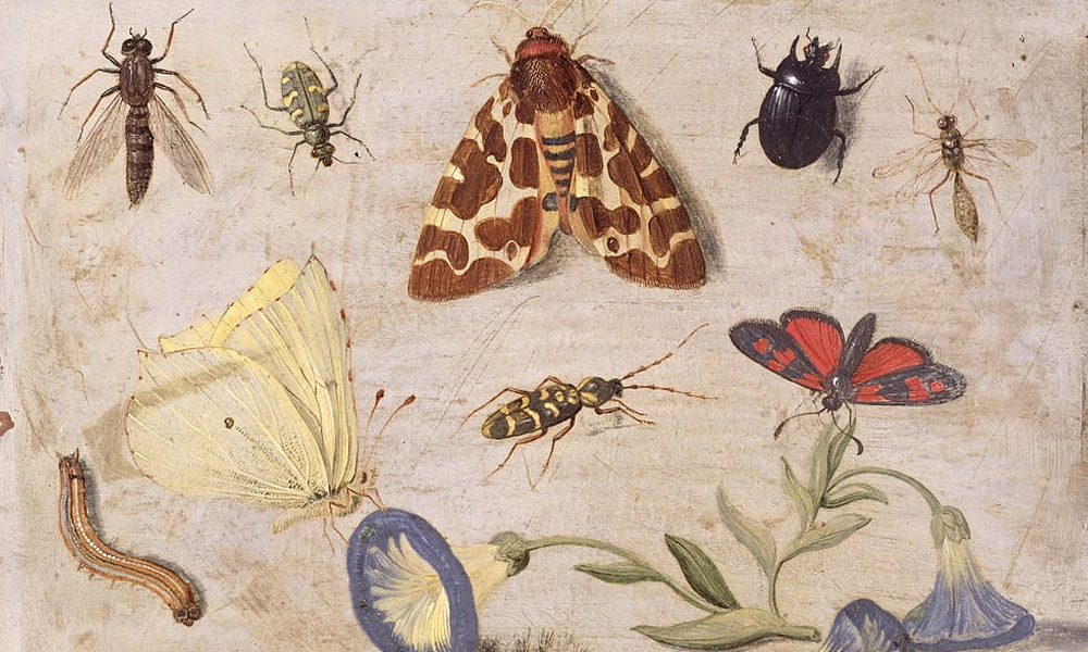 Insecten