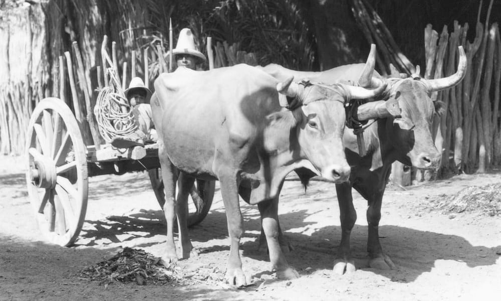 Vintage fotos