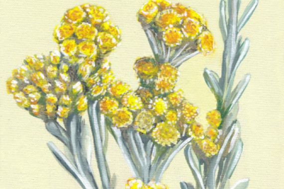 Viccy Wanliss