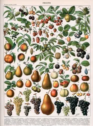 Illustratie van fruitsoorten, ca. 1905-10 (kleur litho)