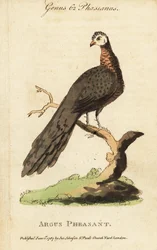 Grote argusfazant, Argusianus argus
