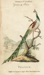 Indische pauw of pauwhen, Pavo cristatus