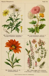 Chrysanthemum Frutescens, Chrysanthemum Indicum, Gazania Rigens, Calluna Vulgaris, Erica Tetralix, Erica Carnea