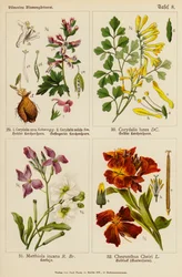 Corydalis Cava, Corydalis Solida, Corydalis Lutea, Matthiola Incana, Cheiranthus Cheiri