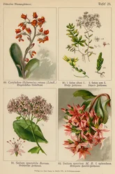 Cotyledon (Echeveria) Retusa, Sedum Album, Sedum Acre, Sedum Spectabile, Sedum Spurium