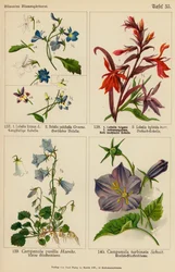 Lobelia Erinus, Bolelia Pulchella, Lobelia Fulgens, Lobelia Hybrida, Campanula Pusilla, Campanula Turbinata