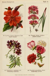 Lychnis Fulgens Haageana, Viscaria Viscosa, Calandrinia Umbellata, Portulaca Grandiflora