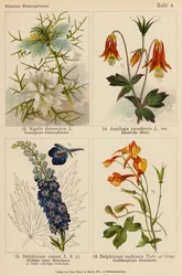 Nigella Damascena, Aquilegia Canadensis, Delphinium Elatum, Delphinium Nudicaule