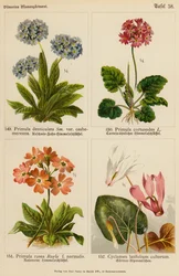 Primula Denticulata, Primula Cortusodes, Primula Rosea, Cyclamen Latifolium Cultorum