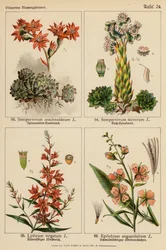 Sempervivum Arachnoideum, Sempervivum Tectorum, Lythrum Virgatum, Epilobium Angustifolium
