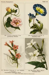 Volvulus Pubescens, Convolvulus Tricolor, Nicotiana Tabacum, Nicotiana Affinis