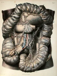 De zenuwen van de dikke darm, De Hersenen, plaat uit 