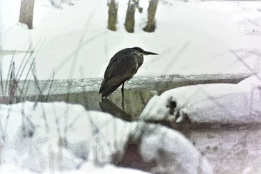 Blauwe Reiger in de Sneeuw
