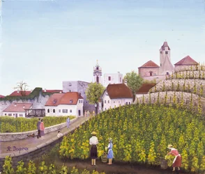 Druivenoogst in Dürnstein