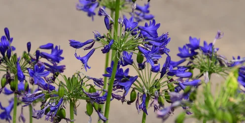 Vastgelegde rozen tegen een zachte, natuurlijke en artistieke achtergrond.