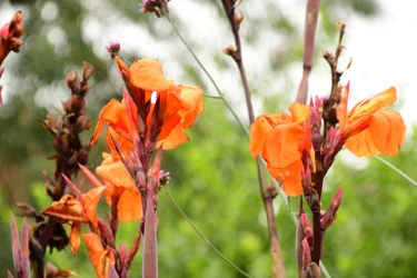 Vastgelegde rozen tegen een zachte, natuurlijke en artistieke achtergrond.