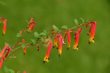 Vastgelegde rozen tegen een zachte, natuurlijke en artistieke achtergrond.