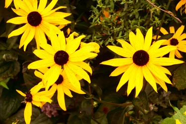 Olieverfschilderijen in bloementhema