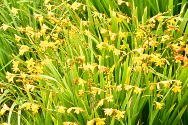 Bloemenkunst in olieverfstijl