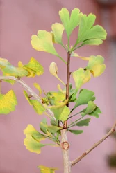 Olieverfschilderijen in bloemenstijl