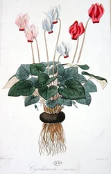 Cyclamen, gegraveerd door Debray (kleur litho)