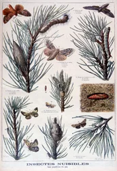 Schadelijke insecten: vlinders en motten die pijnbomen beschadigen, 1897