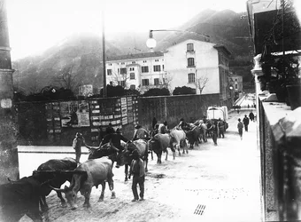Enkele ossen die worden gebruikt voor het vervoer van marmer uit de Apuaanse groeven, worden over een weg in Carrara geleid