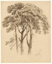 Studie van drie dennen