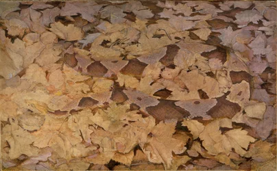 Copperhead slang op dode bladeren, studie voor boek Concealing Coloration in the Animal Kingdom