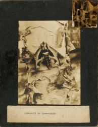 Sperwermmot op een boomstam, studiemap voor het boek *Concealing Coloration in the Animal Kingdom*