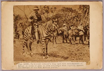 Paard en kruiser gecamoufleerd, studiemap voor boek Concealing Coloration in the Animal Kingdom