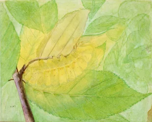Lunaire Rups, studie voor boek Concealing Coloration in the Animal Kingdom