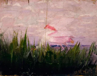 Roseate Spoonbill, studie voor boek Concealing Coloration in the Animal Kingdom