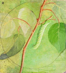 Sfinxrups, studie voor boek Concealing Coloration in the Animal Kingdom