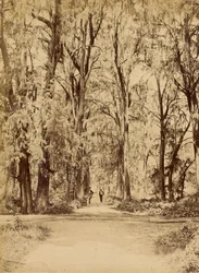 Mexico. Bos van Chapultepec, Bij van Mexico
