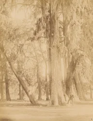 Mexico. Bos van Chapultepec, Bij van Mexico