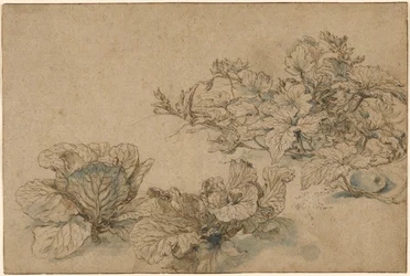 Studies van een mergplant en kolen