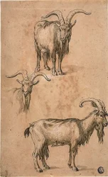 Drie schetsen van een geit (recto) Draperie van staande vrouwelijke figuur (verso)