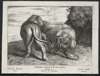 Verschillende Leeuwen