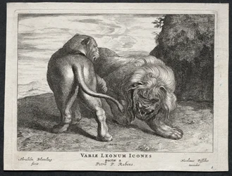 Verschillende Leeuwen