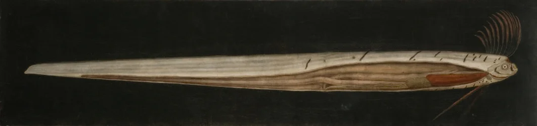 Inwendige anatomie van lintvis, Cullercoats