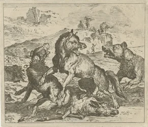 Wolf aangevallen door honden