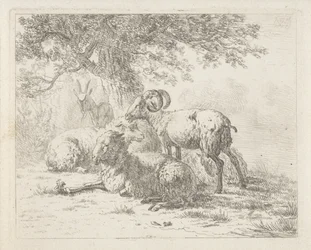 Schapen en een bok