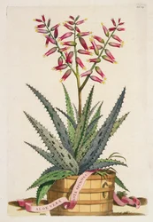 Aloe Vera Costa Spinosa, uit 