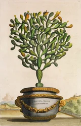 Opuntia Maior Augustifolia, uit Phytographia Curiosa, gepubliceerd 1702