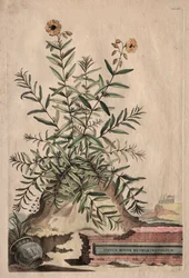 Phytographia Curiosa: Cistus Minor Rosmarini-Folius