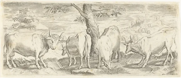 Koeien, een stier en een os