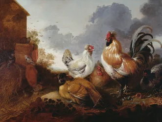 Pluimvee op een boerenerf