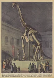 Het skelet van het grootste landdier dat ooit heeft bestaan, de brachiosaurus